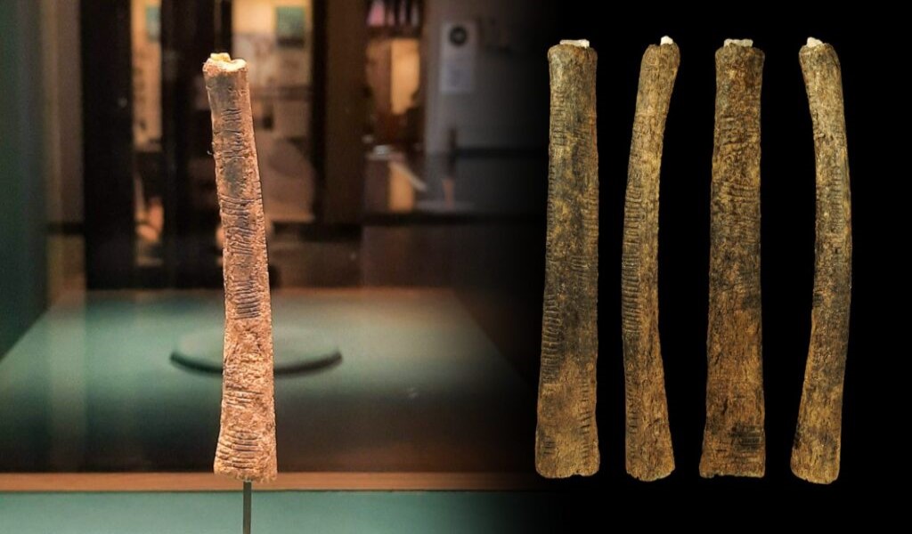 L’osso di Ishango: un enigma matematico di 20.000 anni