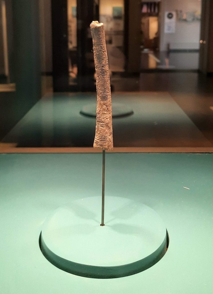 Strumento osseo e possibile dispositivo matematico risalente al Paleolitico superiore scoperto a Ishango. Wikimedia Commons
